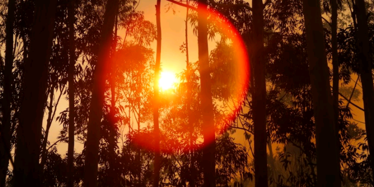 Jovens colunistas do Hora Campinas falam sobre as mudanças climáticas em suas regiões – por Kátia Camargo