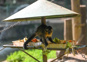 Calor impõe cuidados especiais com os animais do Bosque dos Jequitibás