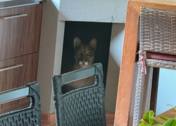 Onça invade condomínio pelo portão da frente em Jaguariúna e assusta moradores