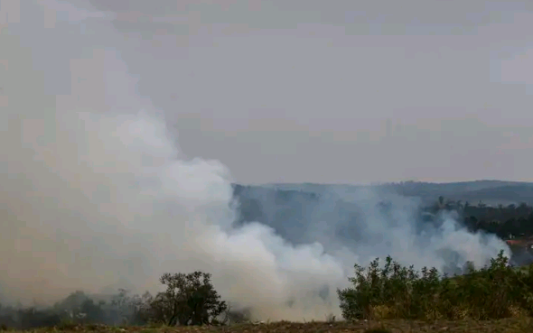 Sobe para 2.300 número de animais da pecuária mortos em incêndios no Interior de SP