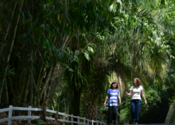 Após incêndios, São Paulo reabre nesta segunda-feira 69 parques estaduais
