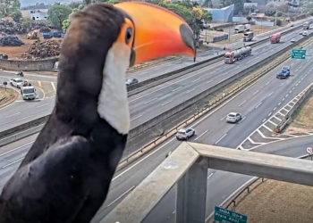 Câmera de monitoramento da CCR AutoBAn flagra tucano na Anhanguera; veja vídeo