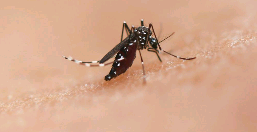 Dengue ameaça 4 bilhões de pessoas no mundo