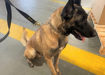 Bryant reforça equipe de Cães de Faro da Receita em Viracopos