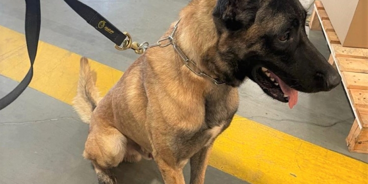 Bryant reforça equipe de Cães de Faro da Receita em Viracopos