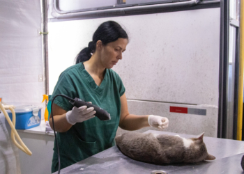 Hortolândia abrirá nesta segunda inscrições para castração gratuita de animais