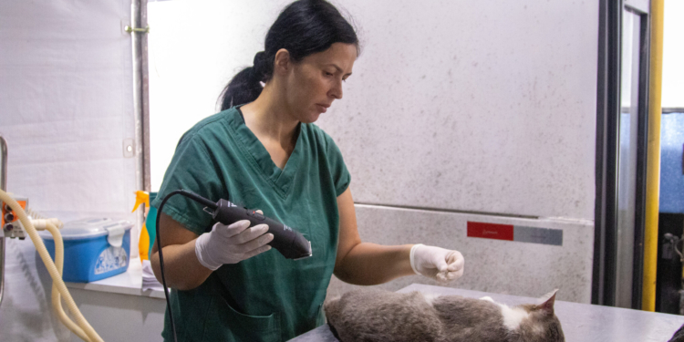 Hortolândia abrirá nesta segunda inscrições para castração gratuita de animais