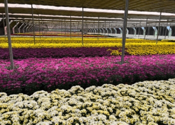 Dia de Finados movimenta mercado de flores da região