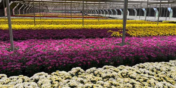 Dia de Finados movimenta mercado de flores da região