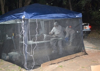 Prefeitura esterilizou 29 capivaras que vivem na Lagoa do Taquaral