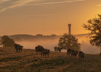 Artigo- O futuro da pecuária de corte no Brasil: desafios e perspectivas – por Valdomiro Poliselli Junior