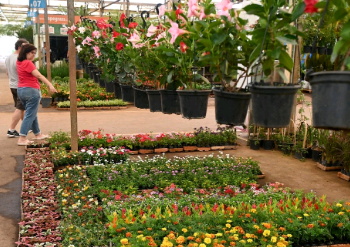 Mercado de Flores da Ceasa Campinas abrirá no ponto facultativo desta segunda