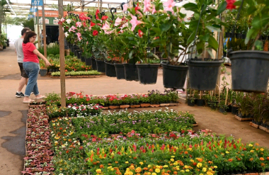 Mercado de Flores da Ceasa Campinas abrirá no ponto facultativo desta segunda
