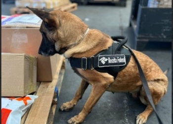 RF apreende mais de R$ 1,2 milhão em entorpecentes em Viracopos no último mês