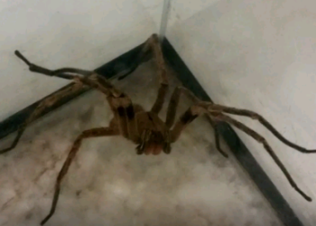 Picadas de aranhas são segunda causa de envenenamento no País