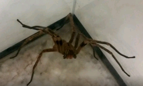 Picadas de aranhas são segunda causa de envenenamento no País