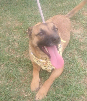 Feira de Adoção de Animais tem nova edição no domingo