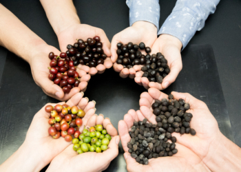 Café: pesquisadores recebem homenagem em evento no Instituto Agronômico de Campinas