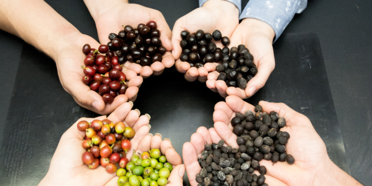 Café: pesquisadores recebem homenagem em evento no Instituto Agronômico de Campinas