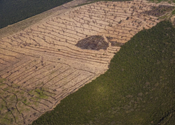 Desmatamento cai 55% na Mata Atlântica no primeiro semestre