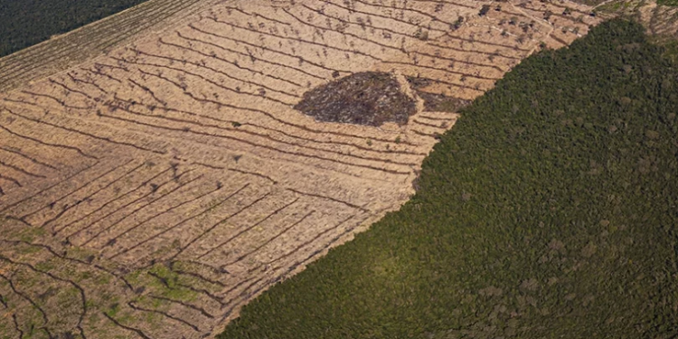 Desmatamento cai 55% na Mata Atlântica no primeiro semestre