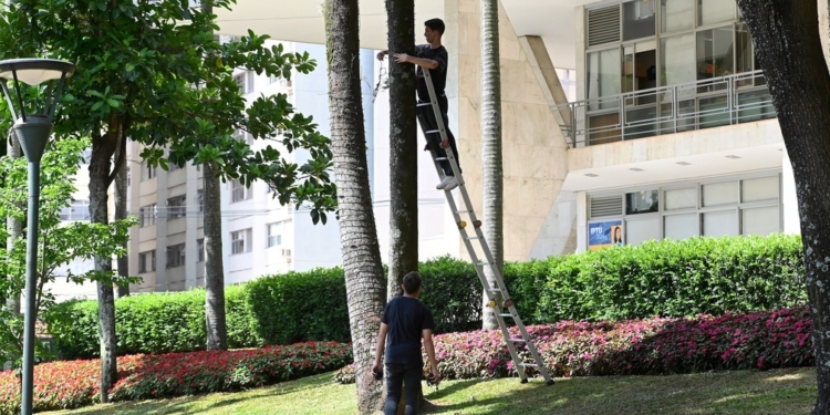Campinas começa a ganhar luzes de Natal; serão cinco pontos da região central