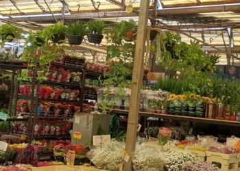 Mercados de Flores e Hortifrutis da Ceasa abrem no feriado desta sexta-feira