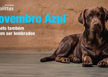 Novembro Azul Pet alerta tutores sobre importância da castração precoce e prevenção do câncer de próstata em cães