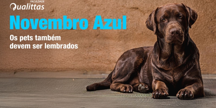Novembro Azul Pet alerta tutores sobre importância da castração precoce e prevenção do câncer de próstata em cães