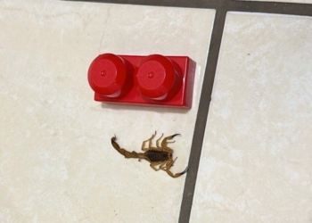 Fatalidade: criança de 3 anos morre em Jaguariúna após ser picada por escorpião