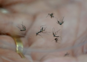 Dengue: Campinas confirma mais 5 mortes e total chega a 84 no ano