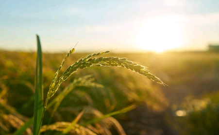 Artigo: O produtor rural e os novos impostos – por Eduardo Berbigier