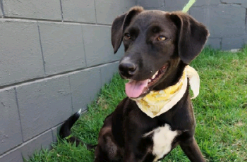 Domingo tem Feira de Adoção de Animais na Lagoa do Taquaral