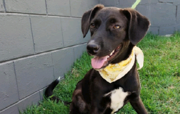 Domingo tem Feira de Adoção de Animais na Lagoa do Taquaral