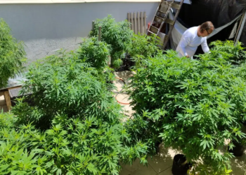 Brasil atinge a marca de 672 mil pacientes que se tratam com cannabis