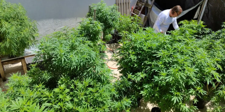 Brasil atinge a marca de 672 mil pacientes que se tratam com cannabis