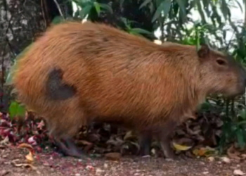Capivaras esterilizadas do Taquaral ganham marca de coração