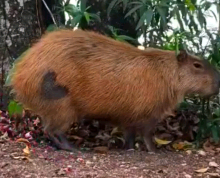 Capivaras esterilizadas do Taquaral ganham marca de coração