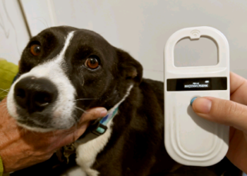 Consultório Veterinário Móvel vai atender região do Padre Anchieta a partir desta segunda