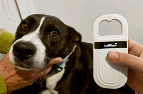 Consultório Veterinário Móvel vai atender região do Padre Anchieta a partir desta segunda