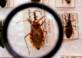 Coalizão global para enfrentar a doença de Chagas – por Carmino de Souza