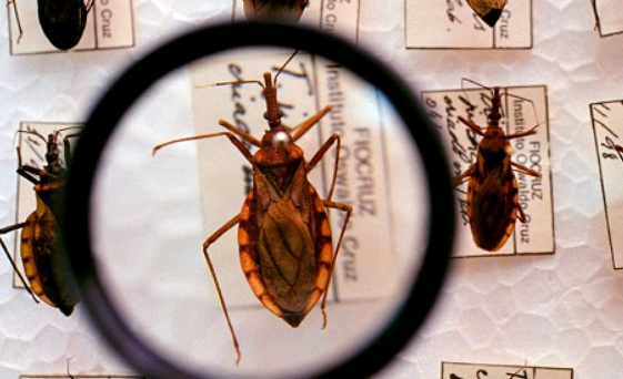 Coalizão global para enfrentar a doença de Chagas – por Carmino de Souza