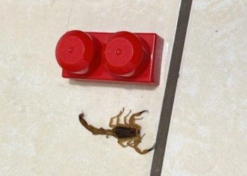 Jaguariúna não pleiteia soro antiescorpiônico, mesmo com óbito e infestação