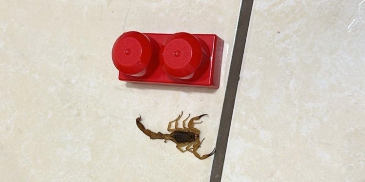 Jaguariúna não pleiteia soro antiescorpiônico, mesmo com óbito e infestação