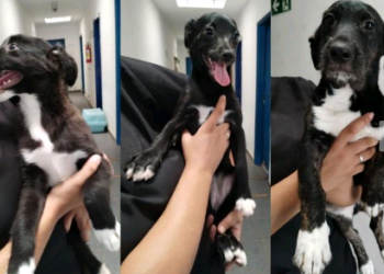 Lagoa do Taquaral recebe neste domingo mais uma edição do Campet – Feira de Adoção