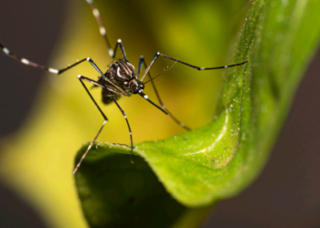 Dia D e ações de prevenção à dengue marcam semana de combate ao Aedes