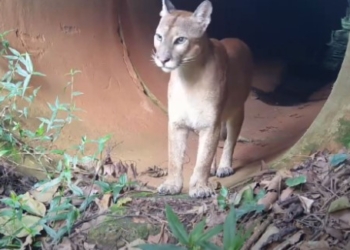 Cachorros-do-mato, onças-pardas…; conheça animais flagrados na Mata de Santa Genebra