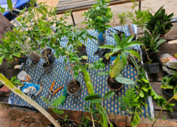 Evento em Campinas neste sábado: Escambo Verde possibilita troca de mudas e plantas