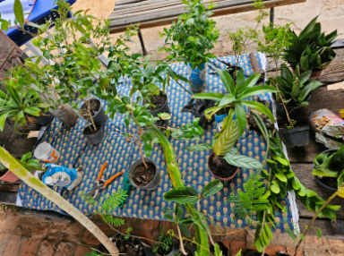 Evento em Campinas neste sábado: Escambo Verde possibilita troca de mudas e plantas