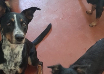 Campanha Solidária em Campinas é criada para ajudar 14 cachorros e sua tutora